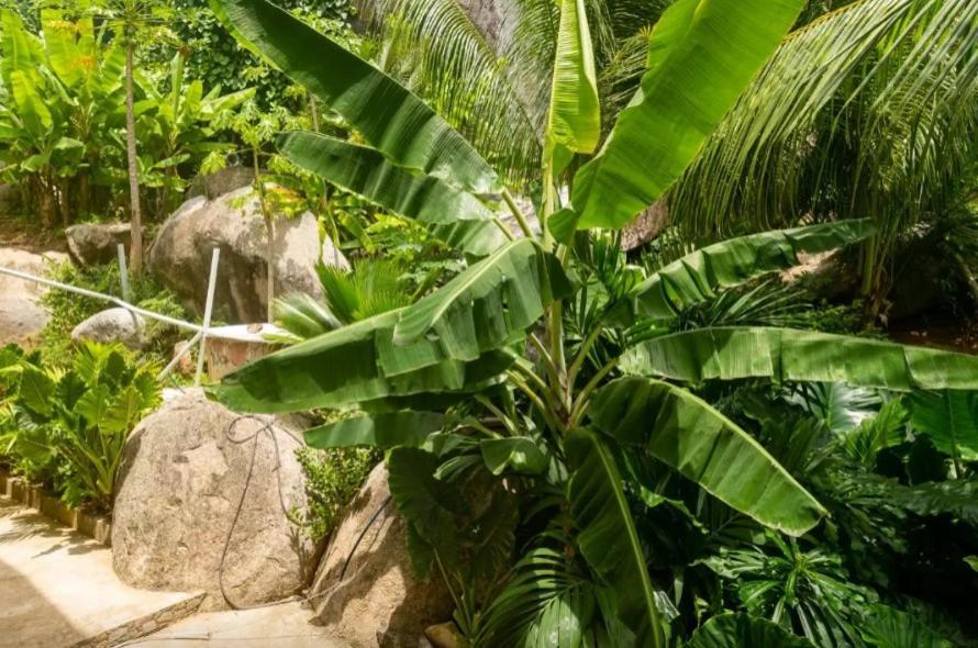 Auguste Holiday Residence Anse Etoile Esterno foto